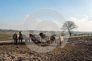 Konik horses in the Brabantse Biesbosch