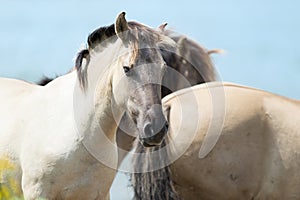 Konik horses