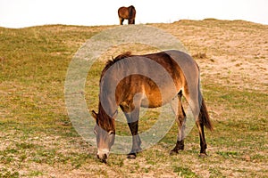 Konik horses grazing in the North Holland dune reserve, one in front and one in the back . Netherlands