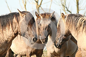 Konik horses Oostvaardersplassen photo