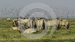 Konik horses together