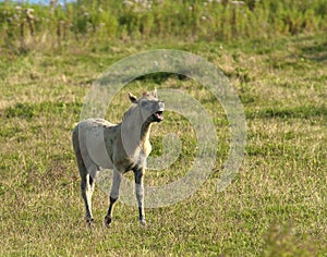 Konik paard, Konik Horse