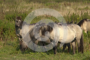 Konik paard, Konik Horse