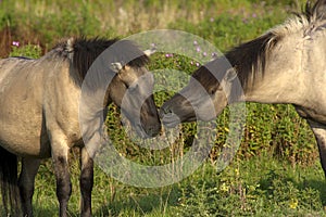 Konik paard, Konik Horse