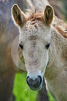 Konik polski foal photo