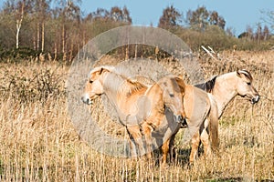 Konik ponies on the Wicken Fen photo