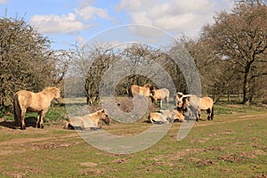 Konik pony at Lopham Fen photo