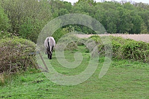 Konik Pony, Redgrave and Lopham Fen, Suffolk, UK