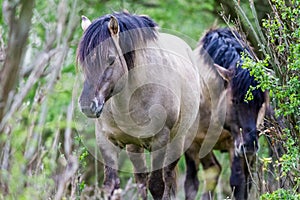 Konikhorse on the field