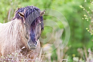 Konikhorse on the field