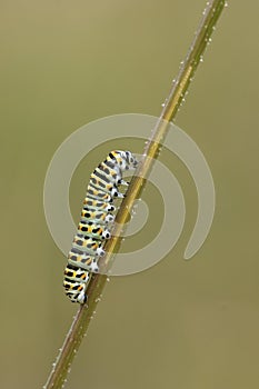 Koninginnenpage, Swallowtail, Papilio machaon