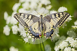 Koninginnenpage, Swallowtail, Papilio machaon