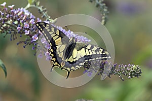 Koninginnenpage, Swallowtail, Papilio machaon photo