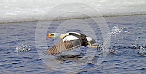 Koningseider; King Eider; Somateria spectabilis