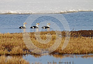 Koningseider; King Eider; Somateria spectabilis