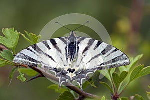 Koningspage, Scarce Swallowtail, Iphiclides podalirius