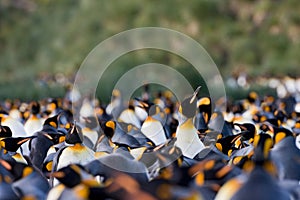 Koningspinguin, King Penguin, Aptenodytes patagonicus