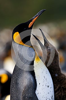 KoningspinguÃ¯n, King Penguin, Aptenodytes patagonicus