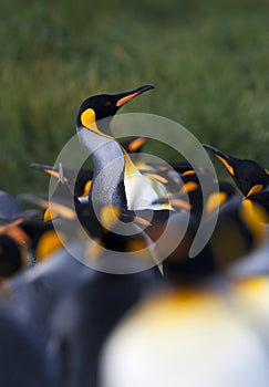 KoningspinguÃ¯n, King Penguin, Aptenodytes patagonicus