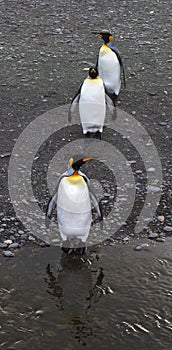 KoningspinguÃ¯n, King Penguin, Aptenodytes patagonicus