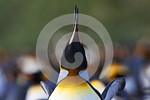 KoningspinguÃ¯n, King Penguin, Aptenodytes patagonicus