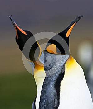 KoningspinguÃ¯n, King Penguin, Aptenodytes patagonicus