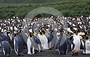 KoningspinguÃ¯n, King Penguin, Aptenodytes patagonicus