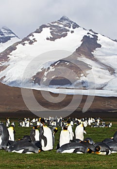 KoningspinguÃ¯n, King Penguin, Aptenodytes patagonicus