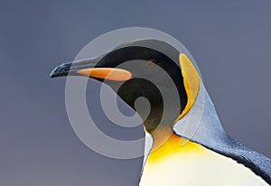 KoningspinguÃ¯n, King Penguin, Aptenodytes patagonicus