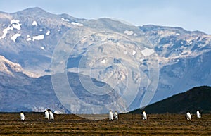 KoningspinguÃ¯n, King Penguin, Aptenodytes patagonicus