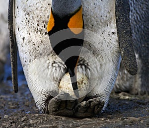 KoningspinguÃ¯n, King Penguin, Aptenodytes patagonicus