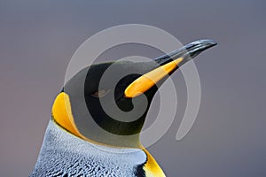 KoningspinguÃ¯n, King Penguin, Aptenodytes patagonicus