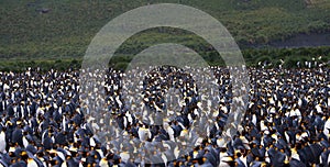 KoningspinguÃ¯n, King Penguin, Aptenodytes patagonicus