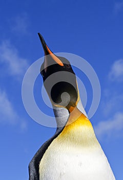 KoningspinguÃ¯n, King Penguin, Aptenodytes patagonicus