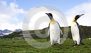 KoningspinguÃ¯n, King Penguin, Aptenodytes patagonicus