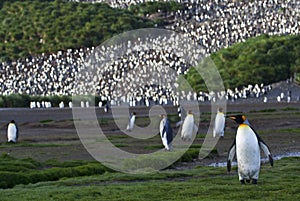 KoningspinguÃ¯n, King Penguin, Aptenodytes patagonicus