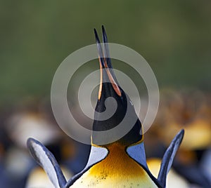 KoningspinguÃ¯n, King Penguin, Aptenodytes patagonicus