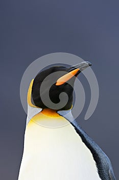 KoningspinguÃ¯n, King Penguin, Aptenodytes patagonicus