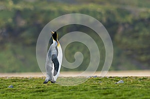 KoningspinguÃ¯n, King Penguin, Aptenodytes patagonicus