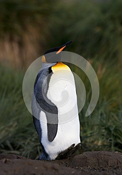 KoningspinguÃ¯n, King Penguin, Aptenodytes patagonicus