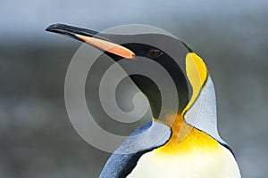 KoningspinguÃ¯n, King Penguin, Aptenodytes patagonicus