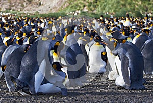 KoningspinguÃ¯n kolonie, King Penguin colony