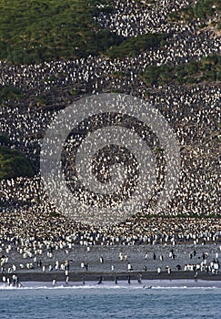 KoningspinguÃ¯n kolonie, King Penguin colony