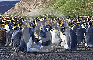 KoningspinguÃ¯n kolonie, King Penguin colony