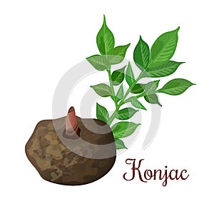 Konjac, Elephant Yam or konnyaku potato, devil`s tongue,