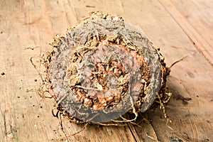 Konjac,Elephant yam