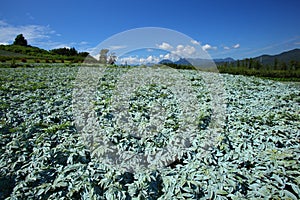 Konjac field and blue sky