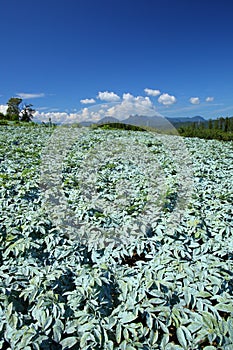 Konjac field and blue sky