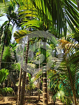 Konkan Areca nut trees
