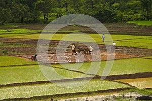 KONKAN, MAHARASHTRA, INDIA, June 2012, Farmers working in rice field during monsoon season